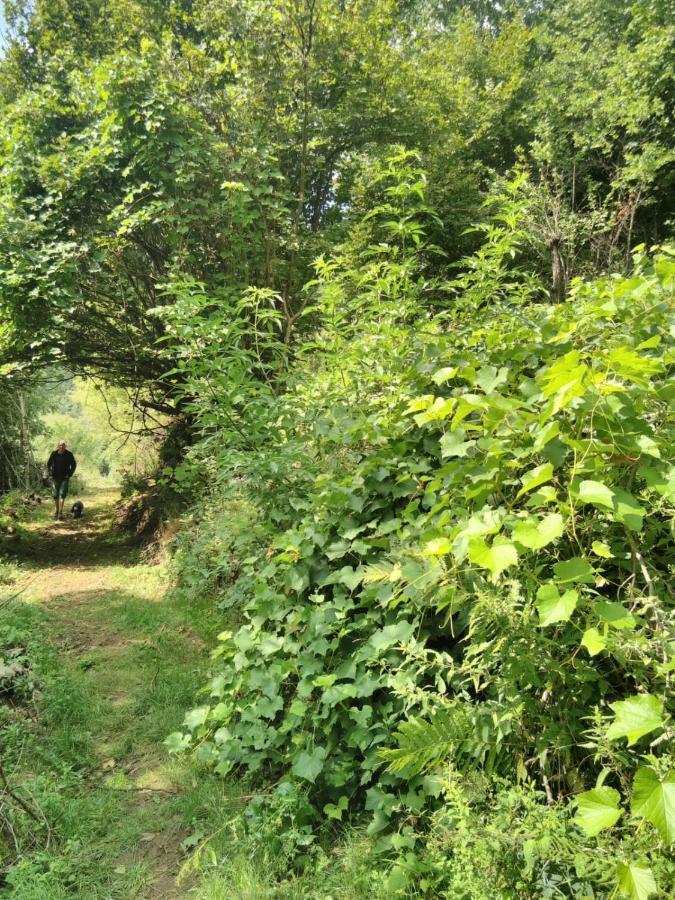 Grande Tente Tipi En Pleine Foret Burzet Eksteriør billede