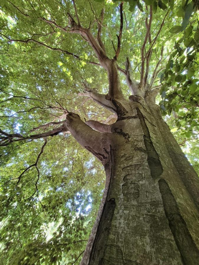 Grande Tente Tipi En Pleine Foret Burzet Eksteriør billede